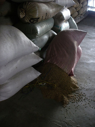 Rice bag fallen over in China